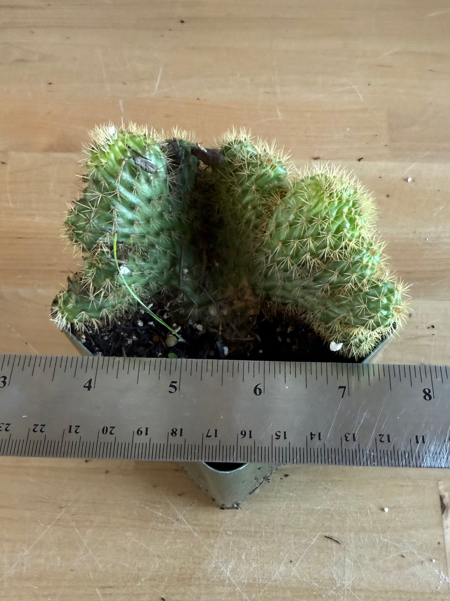Crested Golden 'Rat Tail' Cactus | Cleistocactus winteri cristata SH80