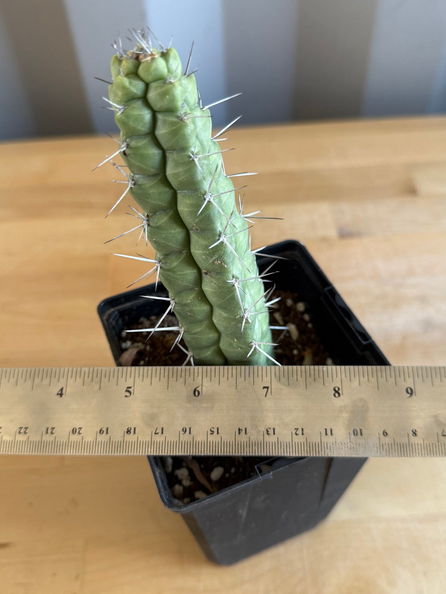 4-inch Rauhocereus riosaniensis SH16 | Rauhocereus riosaniensis ssp. jaenensis