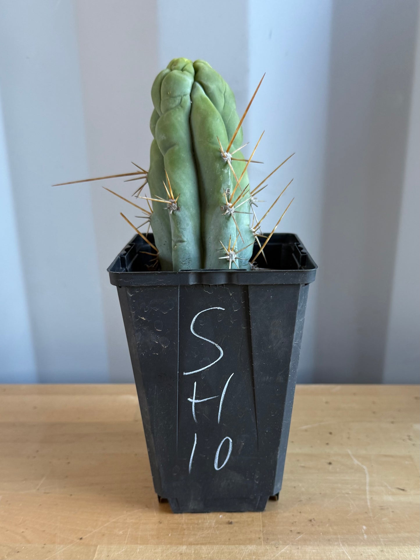 Bruce’s Dragon Cactus SH10