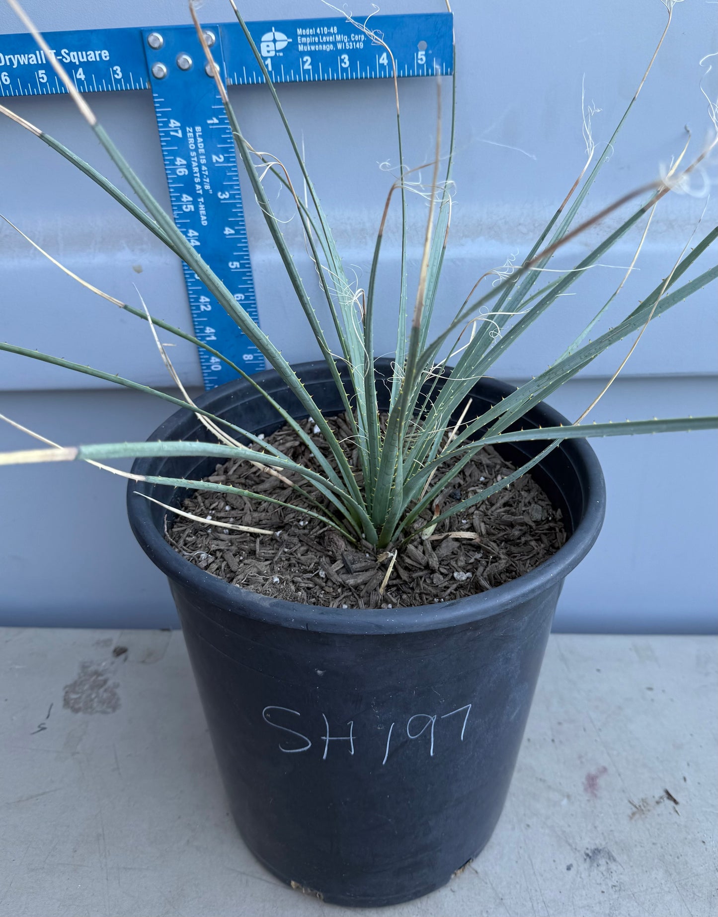 5gal Desert Spoon SH197 | Dasylirion wheeleri