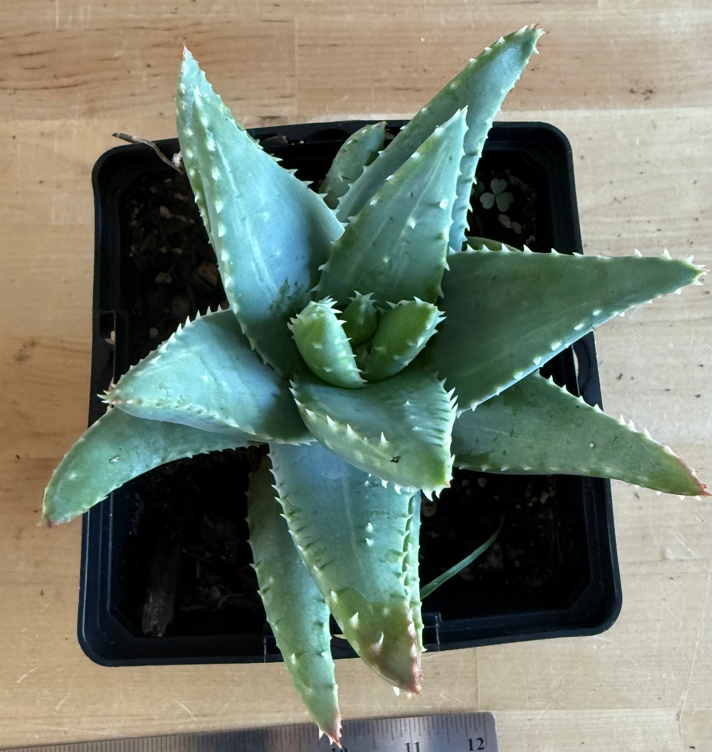 4-inch Variegated Aloe brevifolia SH64