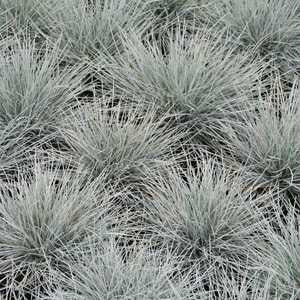Blue Fescue Grass | Festuca glauca 'Elijah Blue' 1g