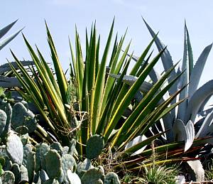 Furcraea selloana var. marginata 3g