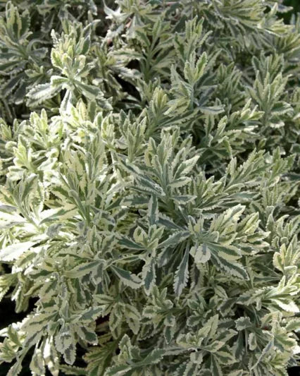 Meerlo Lavender | Lavandula x allardii 'Meerlo' 1g