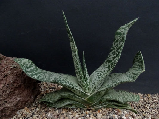 Gasteria disticha 1g