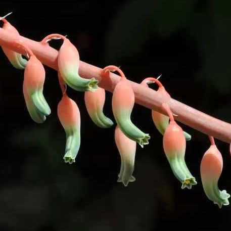 Gasteria disticha 6in
