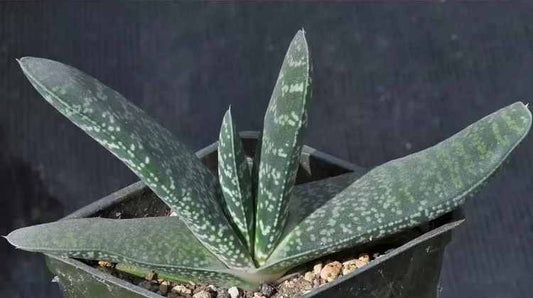 Gasteria disticha 4in