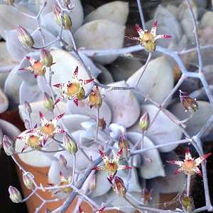 Graptopetalum superbum 6in
