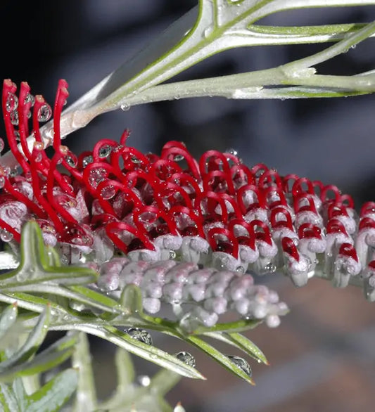 Grevillea 'Eternal Blaze' 5g