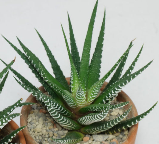 Haworthia attenuata 'Big Band' 6in