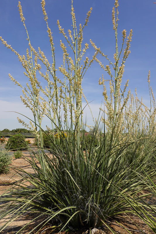 Hesperaloe 'MSWN Ivory Swan' Nite Lights 5g