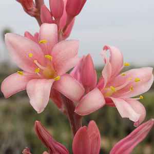 Hesperaloe parviflora 'Pink Parade' 5g