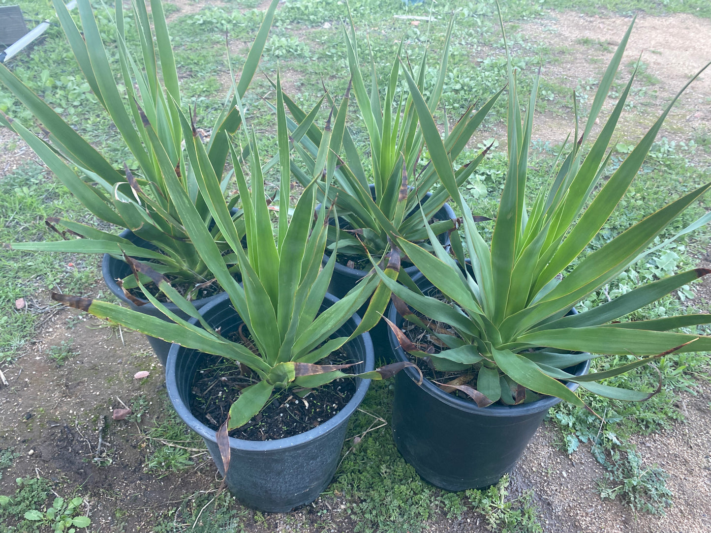 4 for $100 | Five Gallon Dracos | FREE SHIPPING