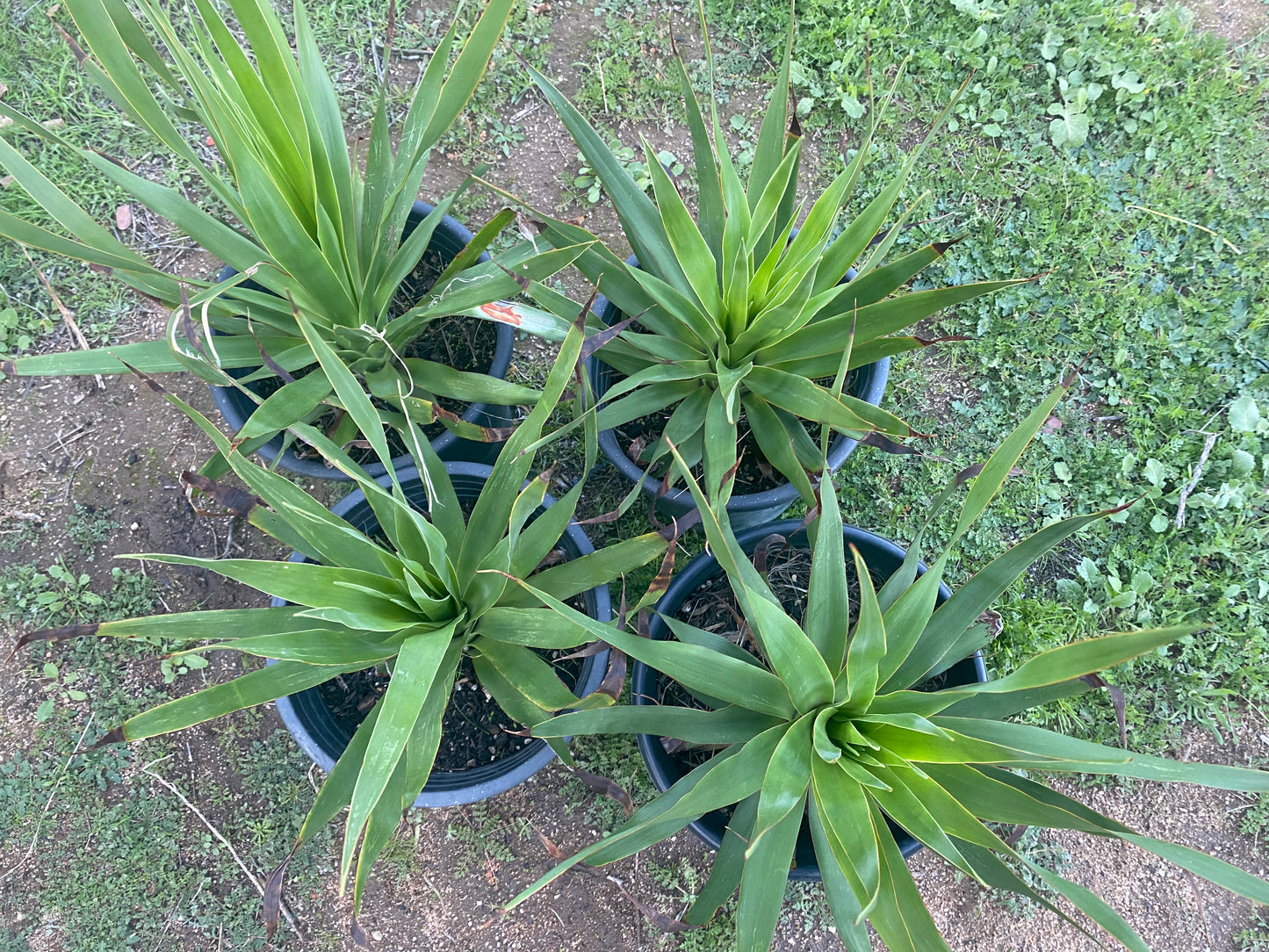 4 for $100 | Five Gallon Dracos | FREE SHIPPING