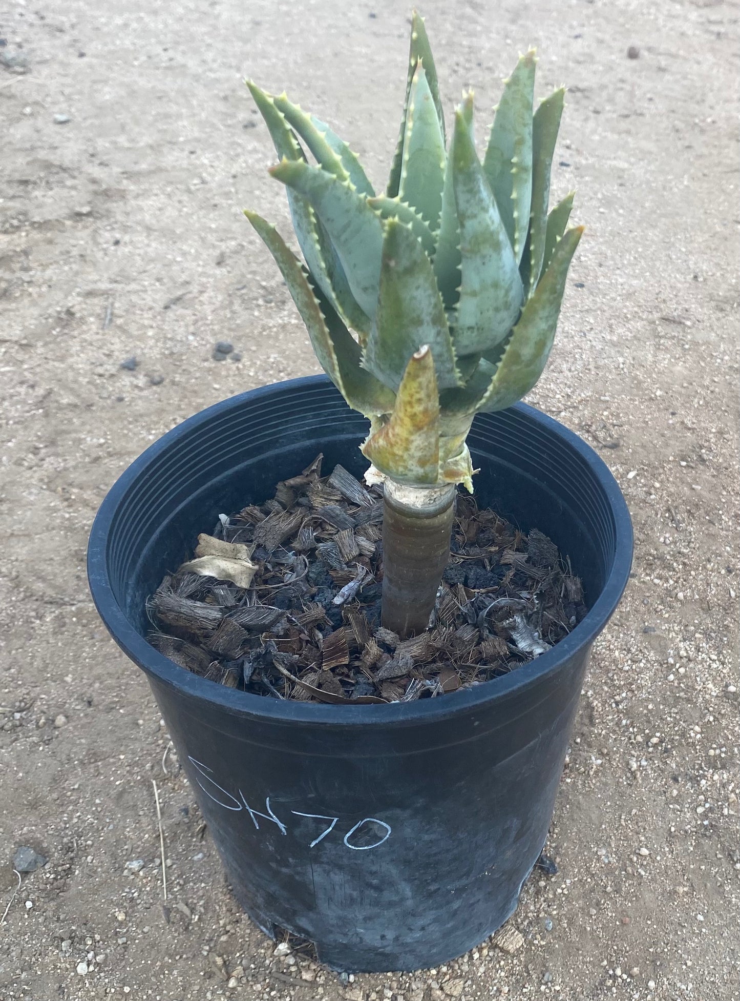 Aloe Pillansii SH70