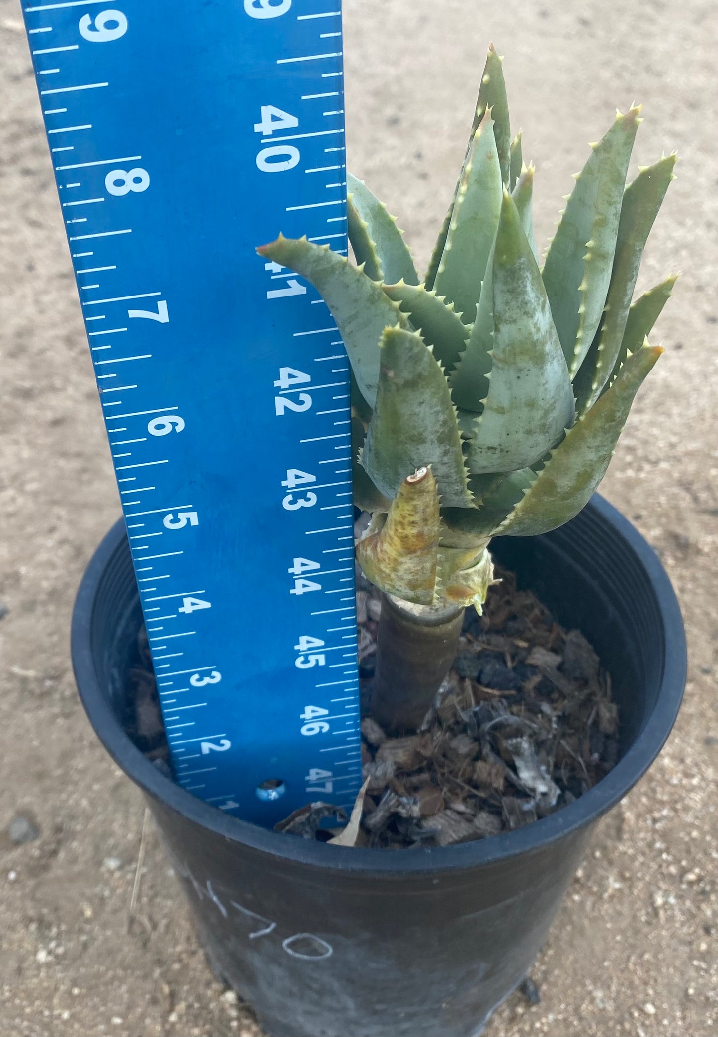 Aloe Pillansii SH70