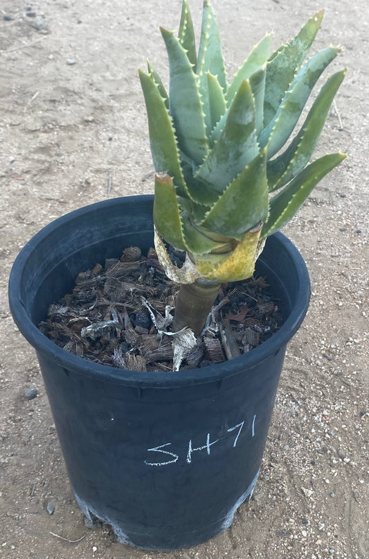 Aloe Pillansii SH71
