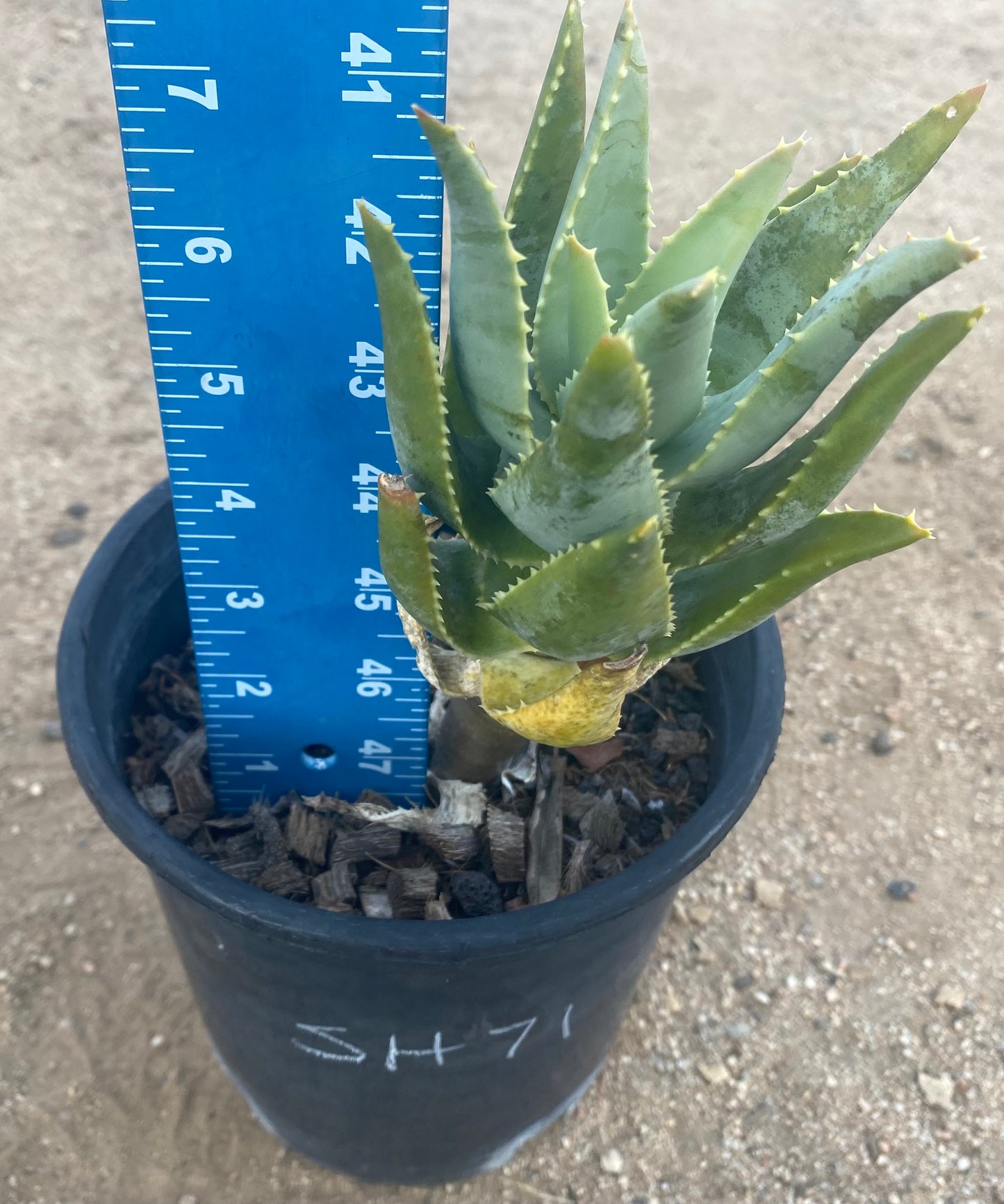 Aloe Pillansii SH71