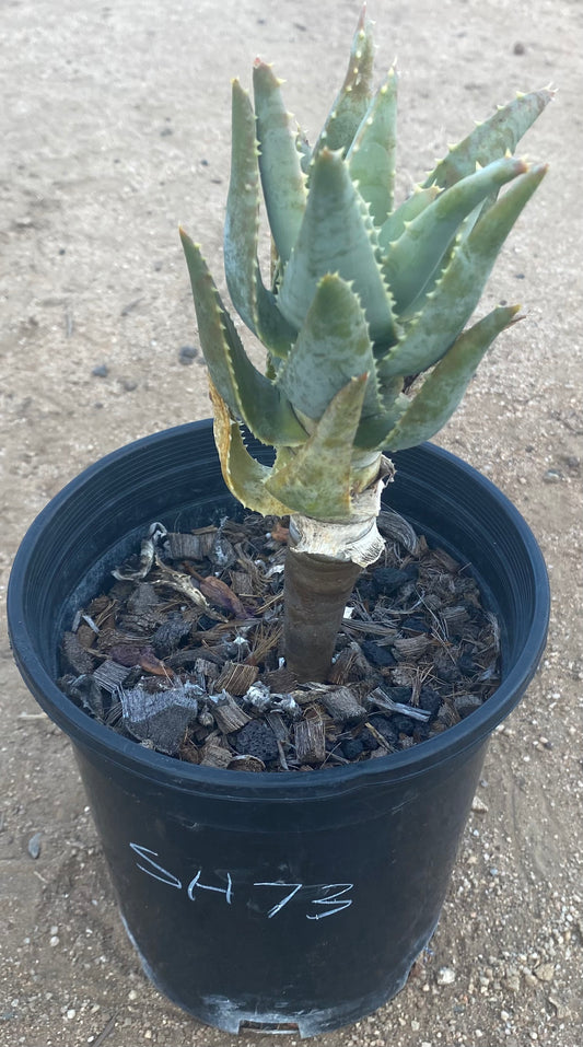 Aloe Pillansii SH73