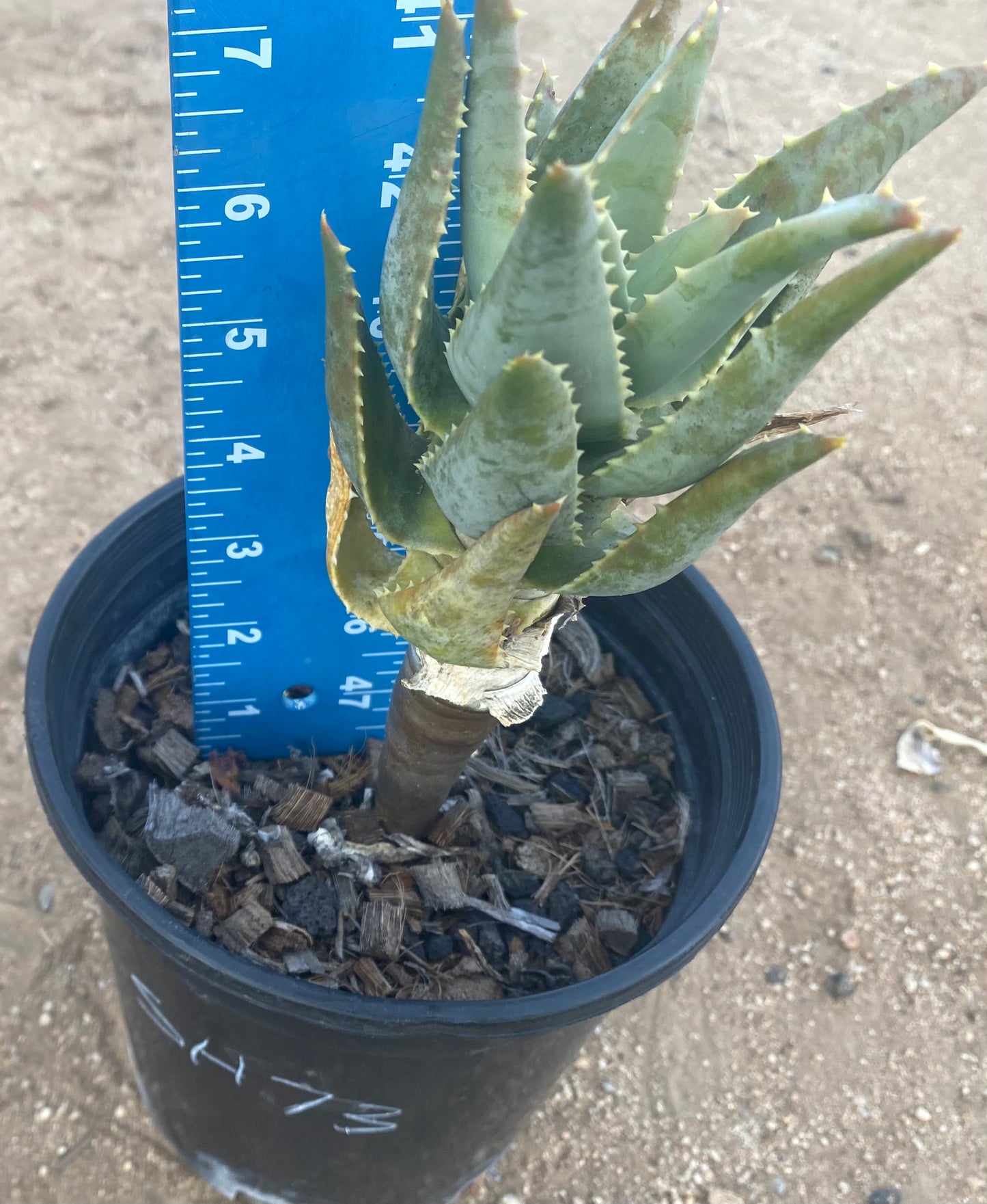 Aloe Pillansii SH73