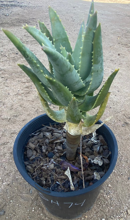 Aloe Pillansii SH74