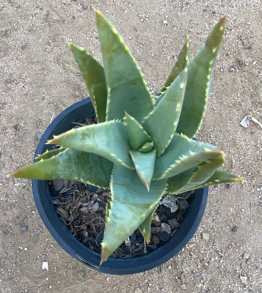 Aloe Pillansii SH74