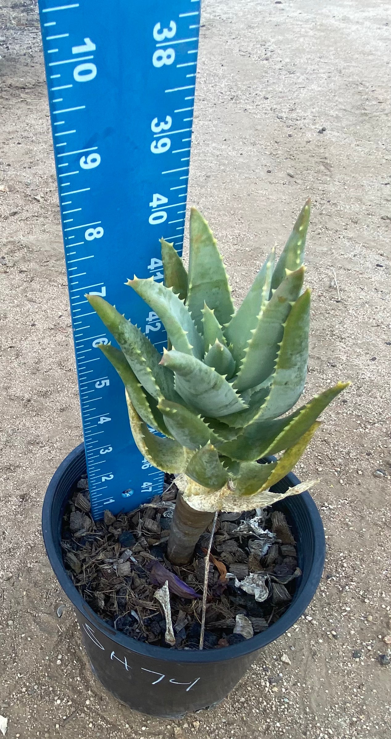 Aloe Pillansii SH74