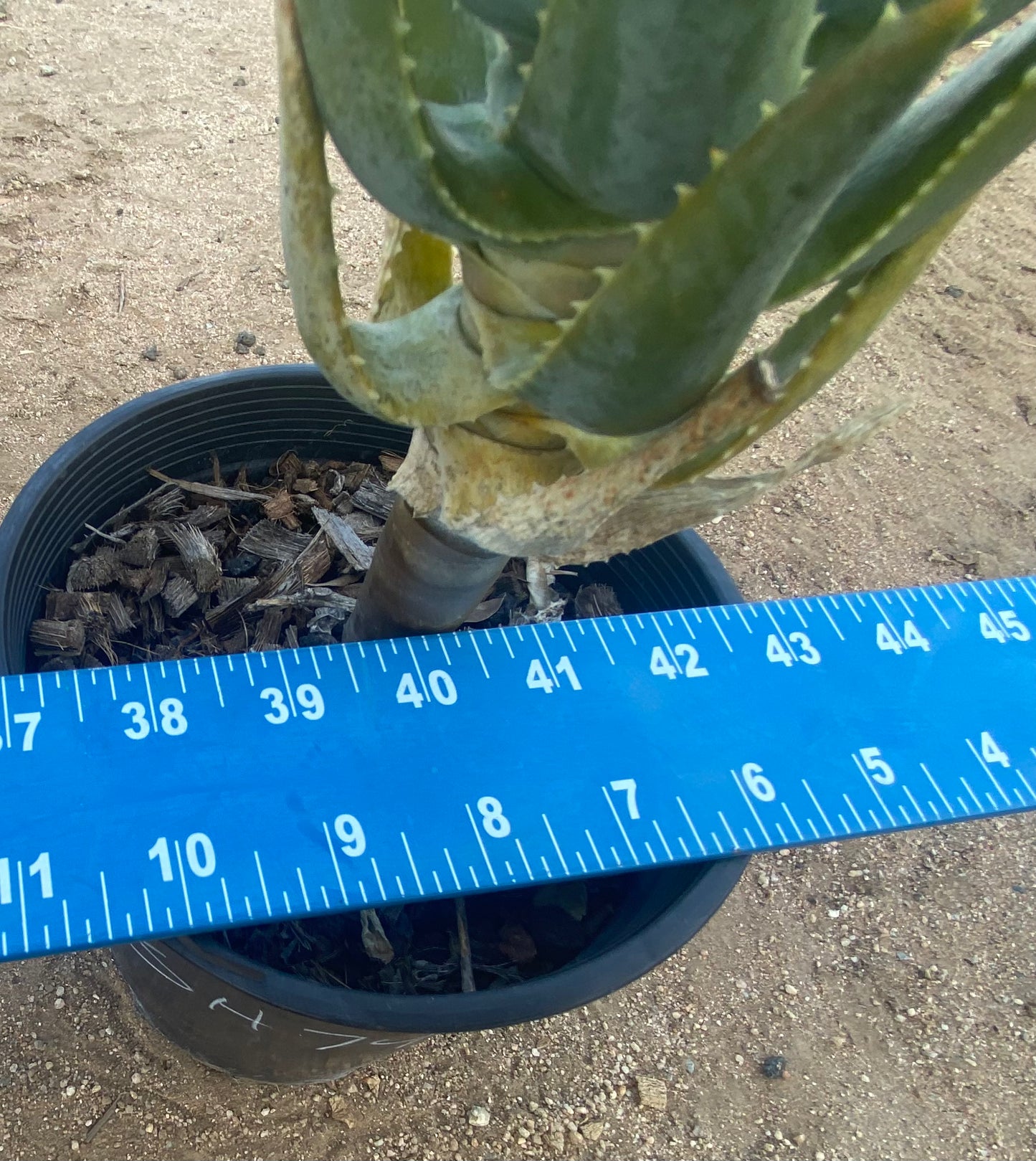 Aloe Pillansii SH74