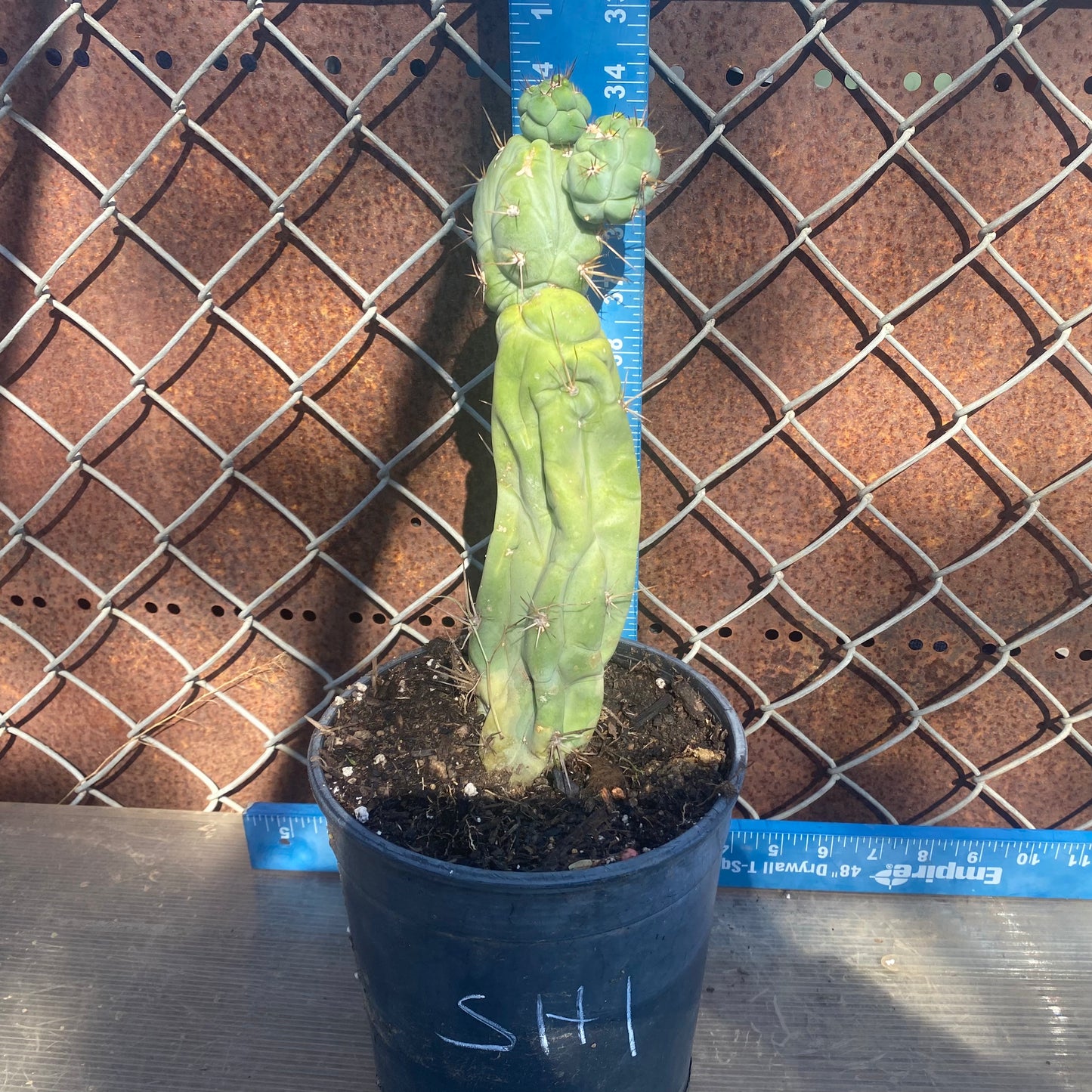 Bruce's Dragon Cactus SH1
