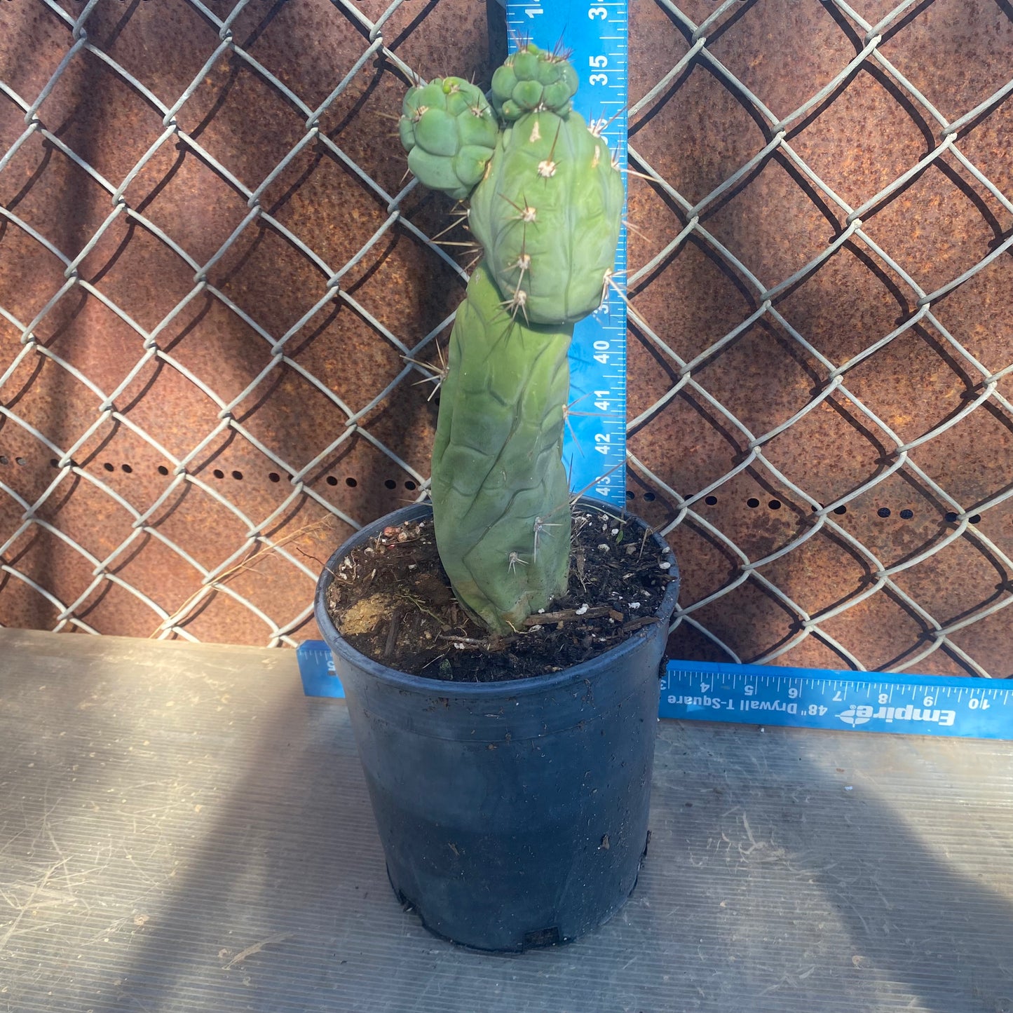 Bruce's Dragon Cactus SH1