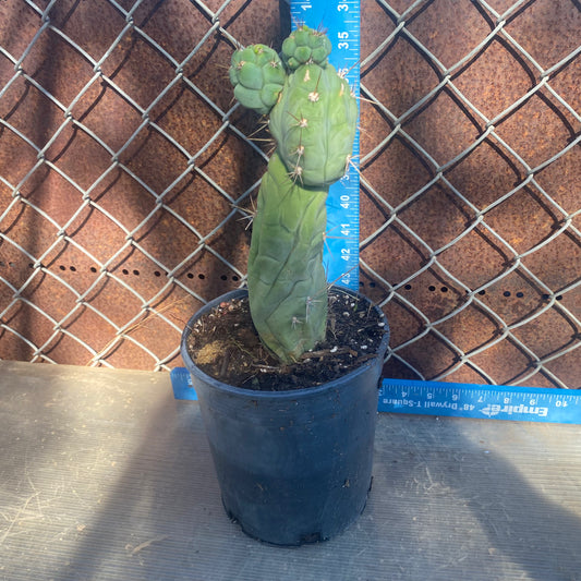 Bruce's Dragon Cactus SH1
