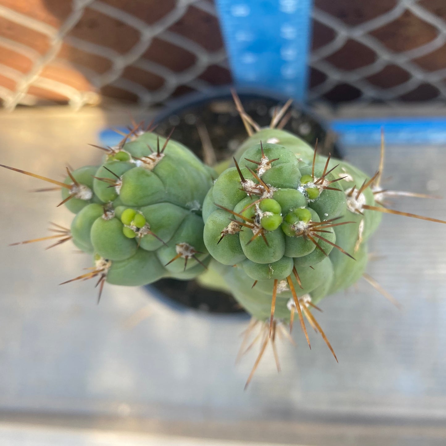 Bruce's Dragon Cactus SH1