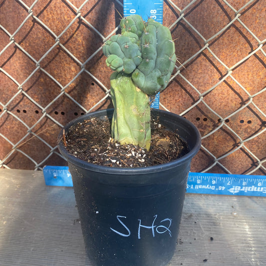 Bruce's Dragon Cactus SH2