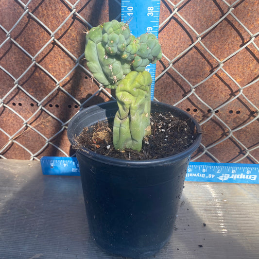 Bruce's Dragon Cactus SH2