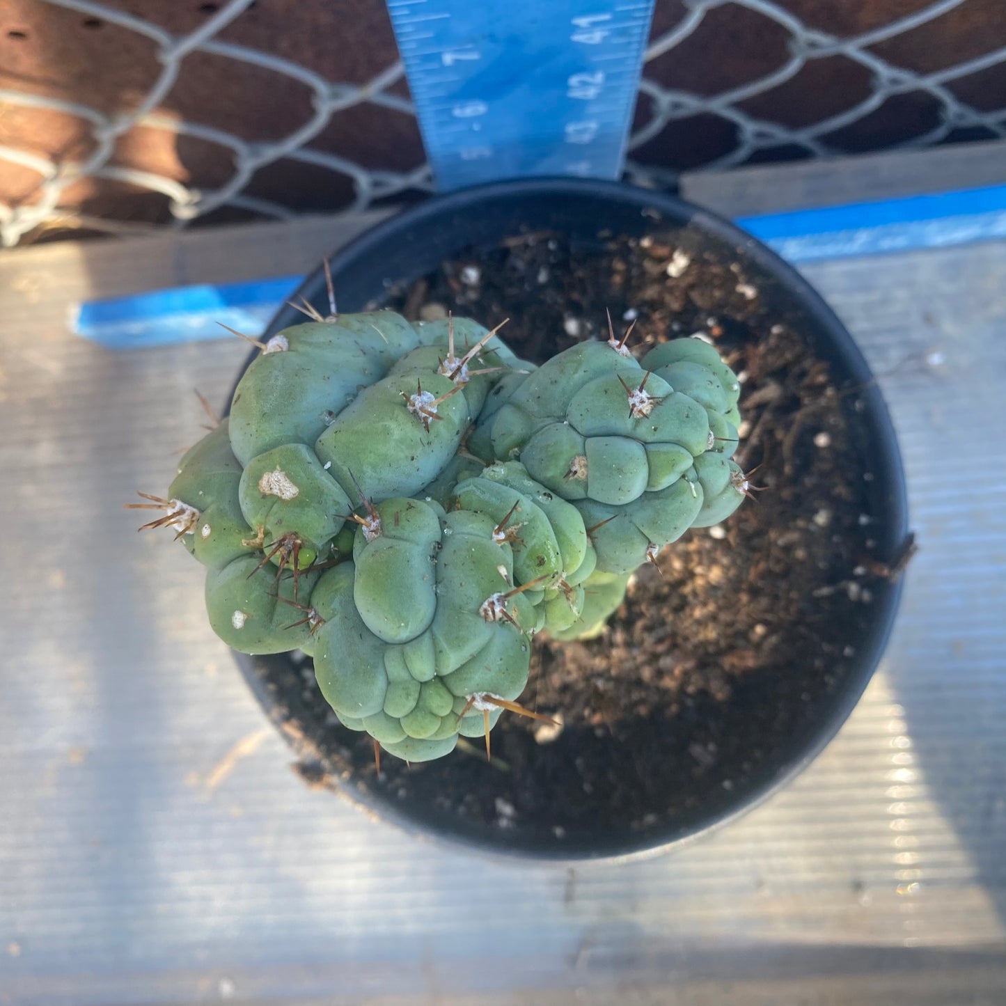 Bruce's Dragon Cactus SH2