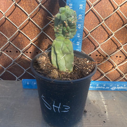 Bruce's Dragon Cactus SH3