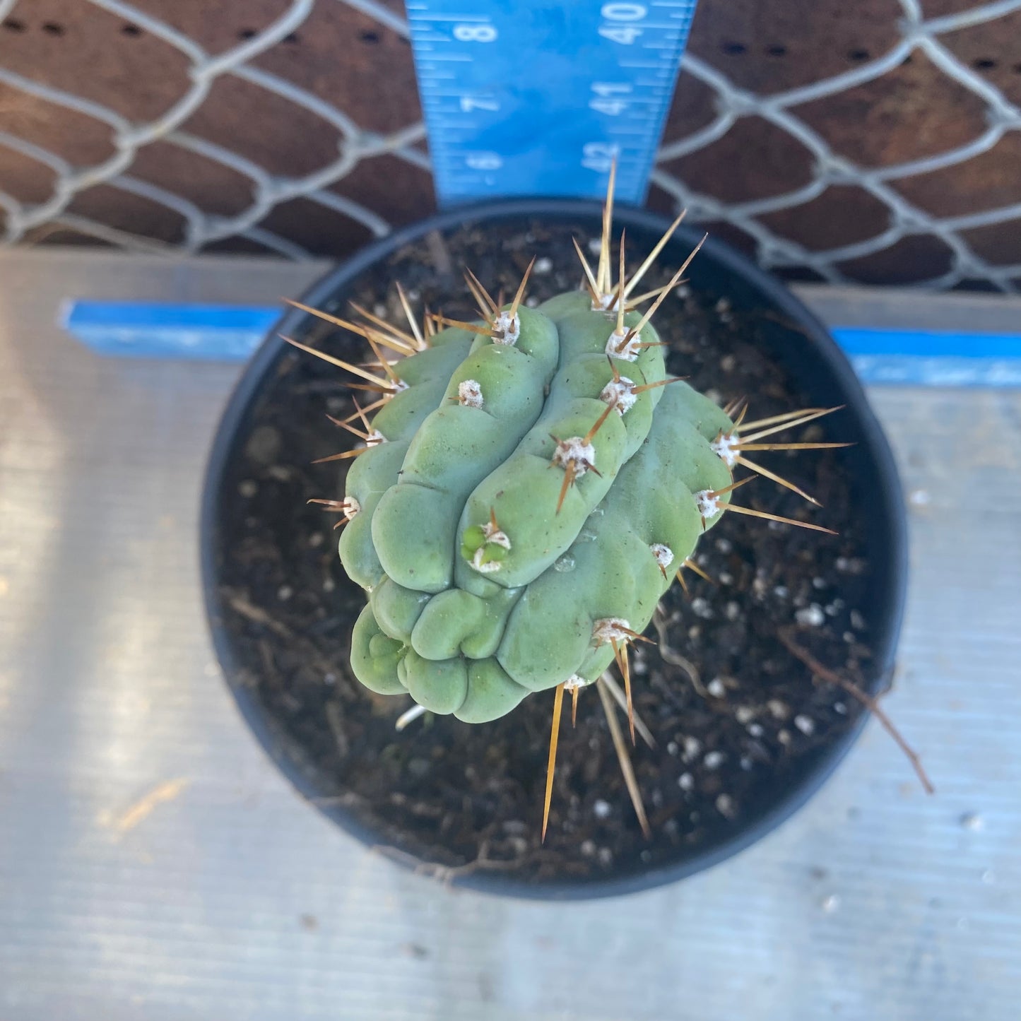 Bruce's Dragon Cactus SH3