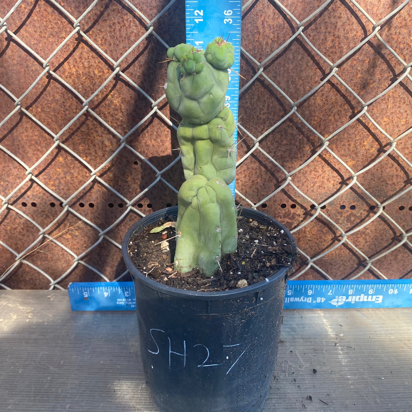 Bruce's Dragon Cactus SH27