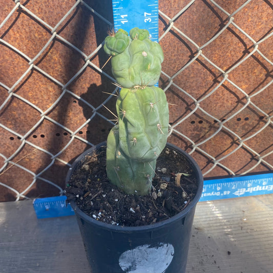 Bruce's Dragon Cactus SH27