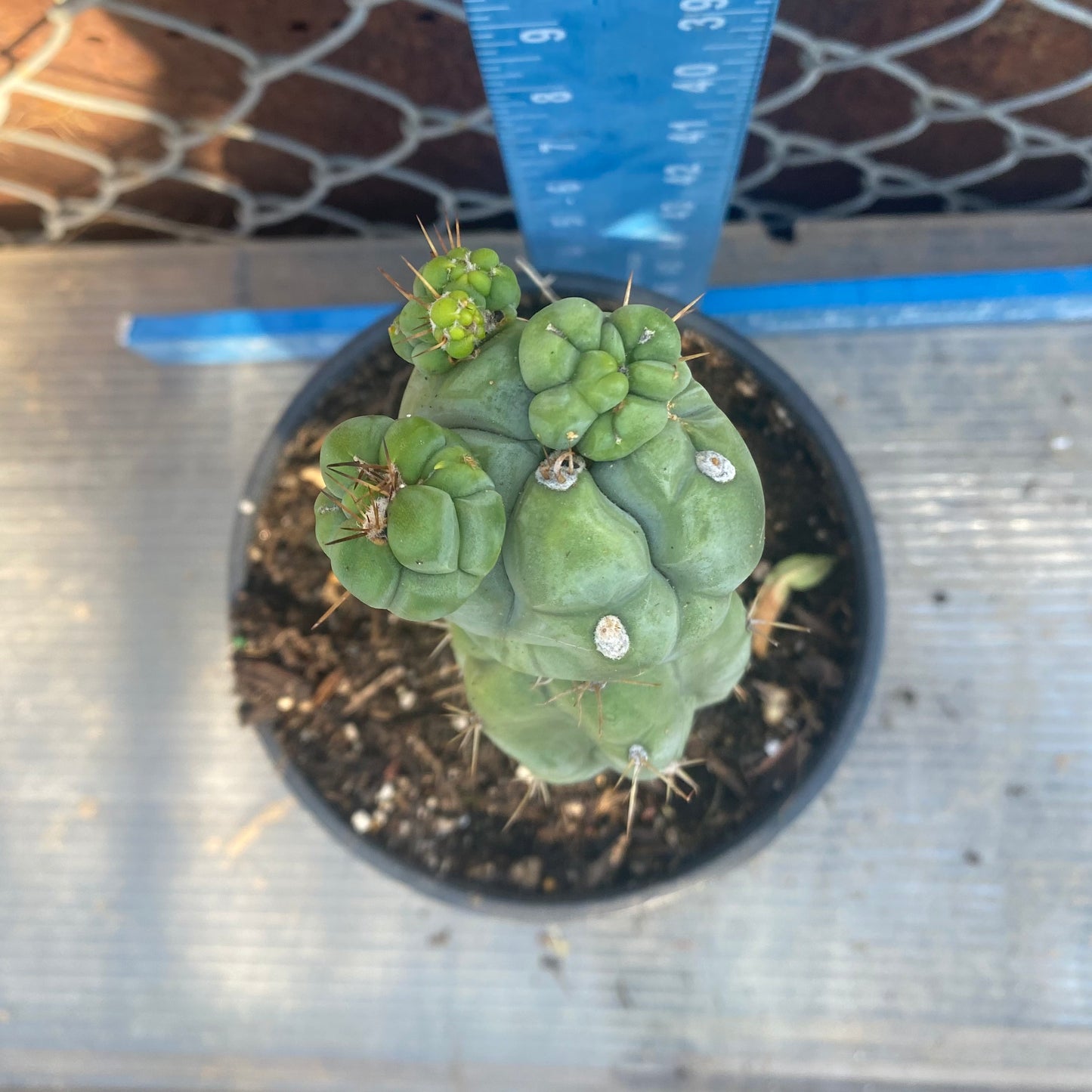 Bruce's Dragon Cactus SH27