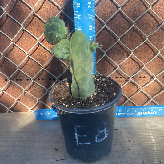 Bruce's Dragon Cactus E8