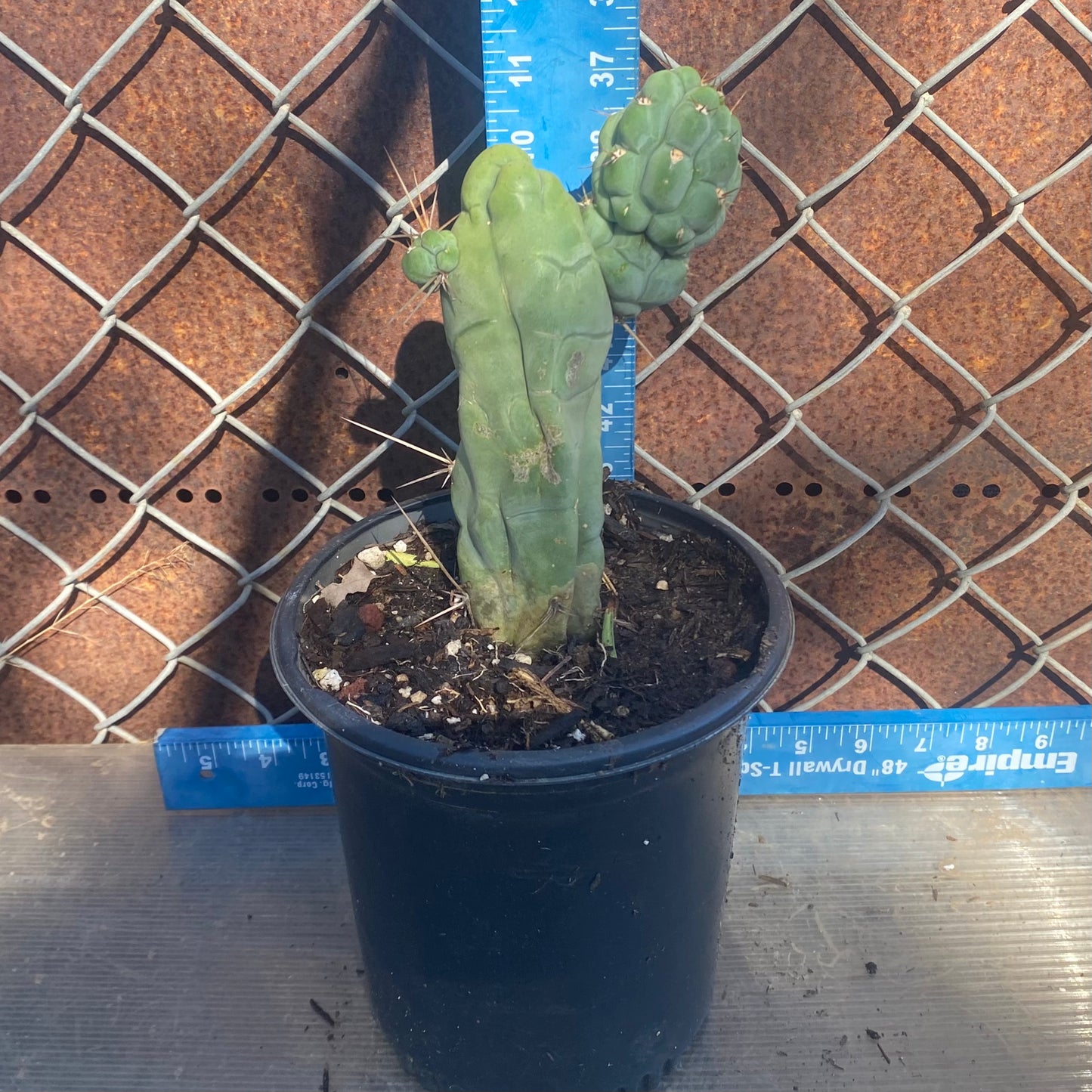 Bruce's Dragon Cactus E8