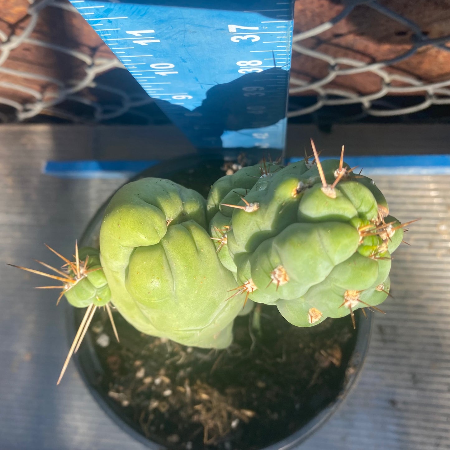 Bruce's Dragon Cactus E8