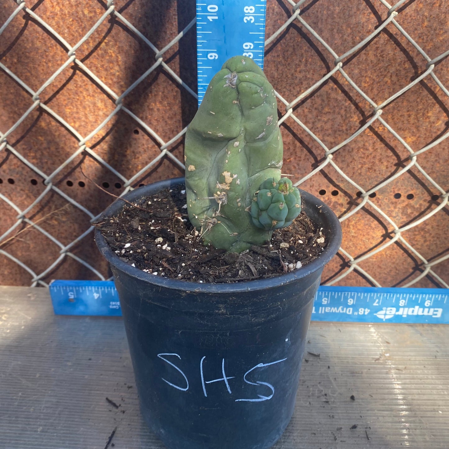 Bruce's Dragon Cactus SH5