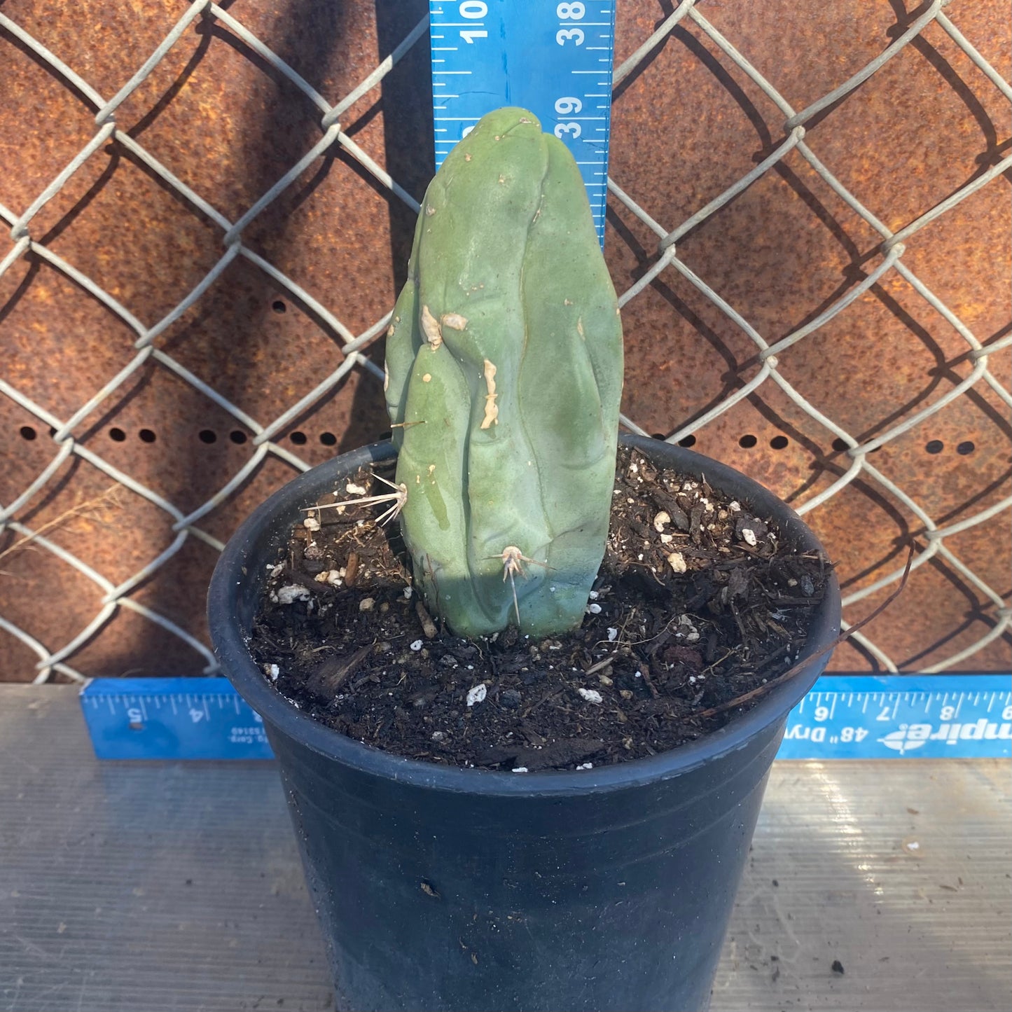 Bruce's Dragon Cactus SH5