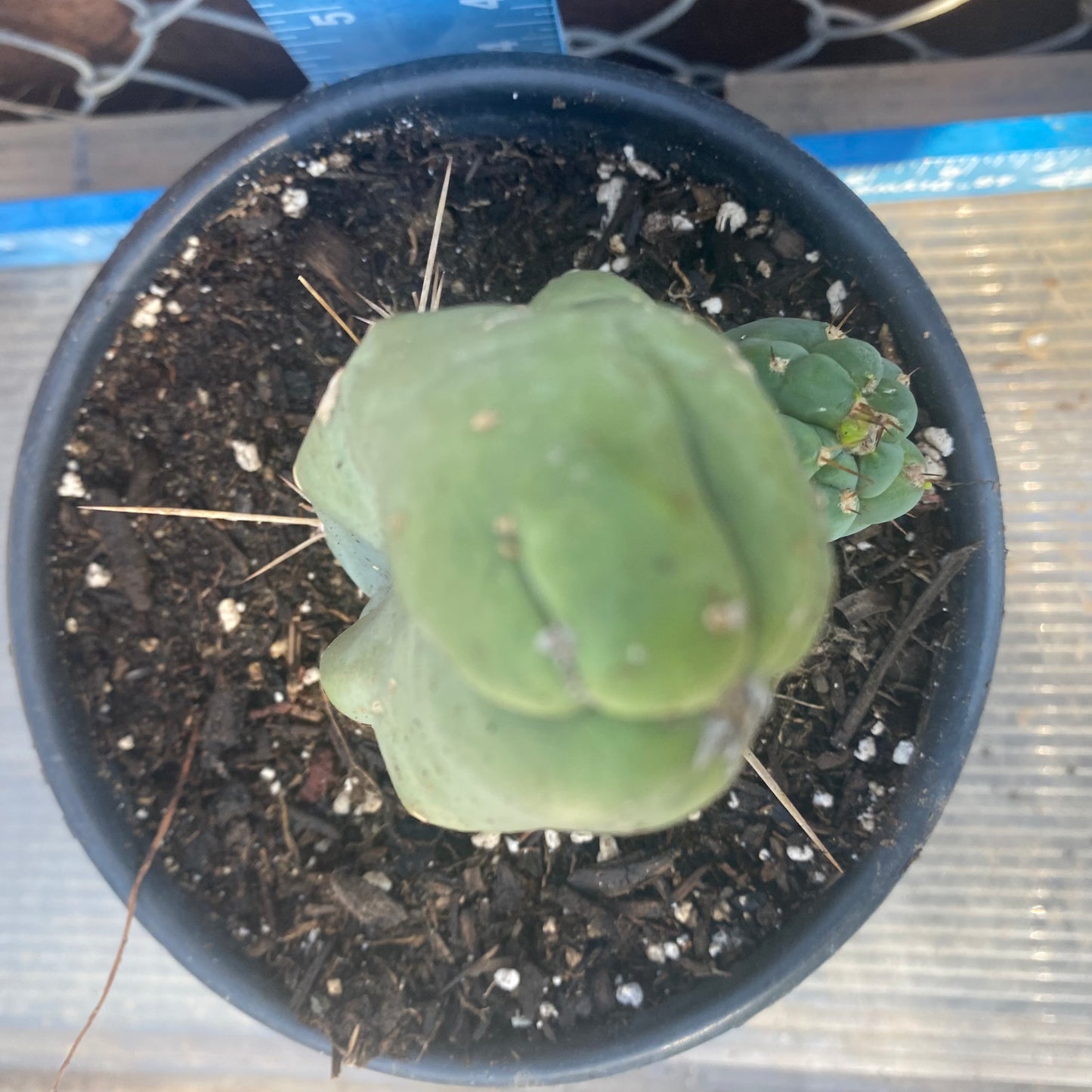 Bruce's Dragon Cactus SH5