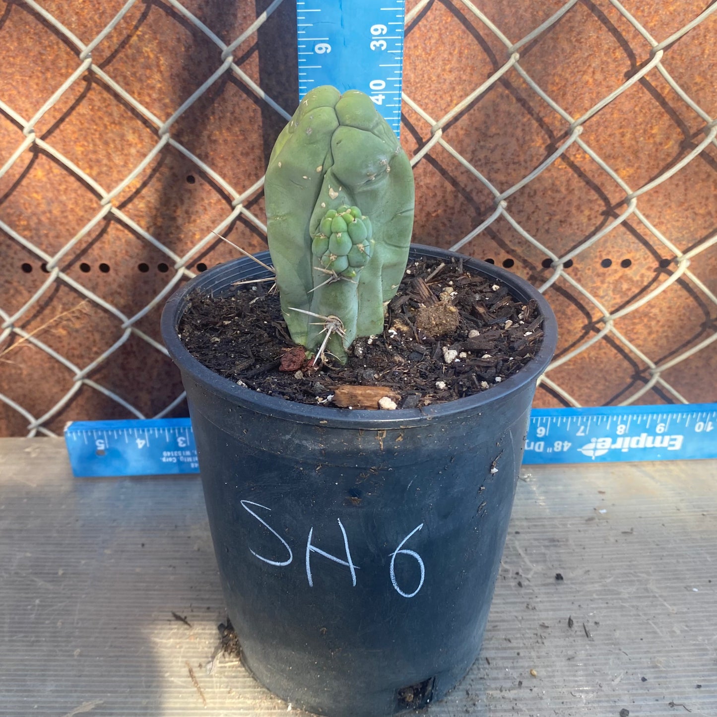 Bruce's Dragon Cactus SH6