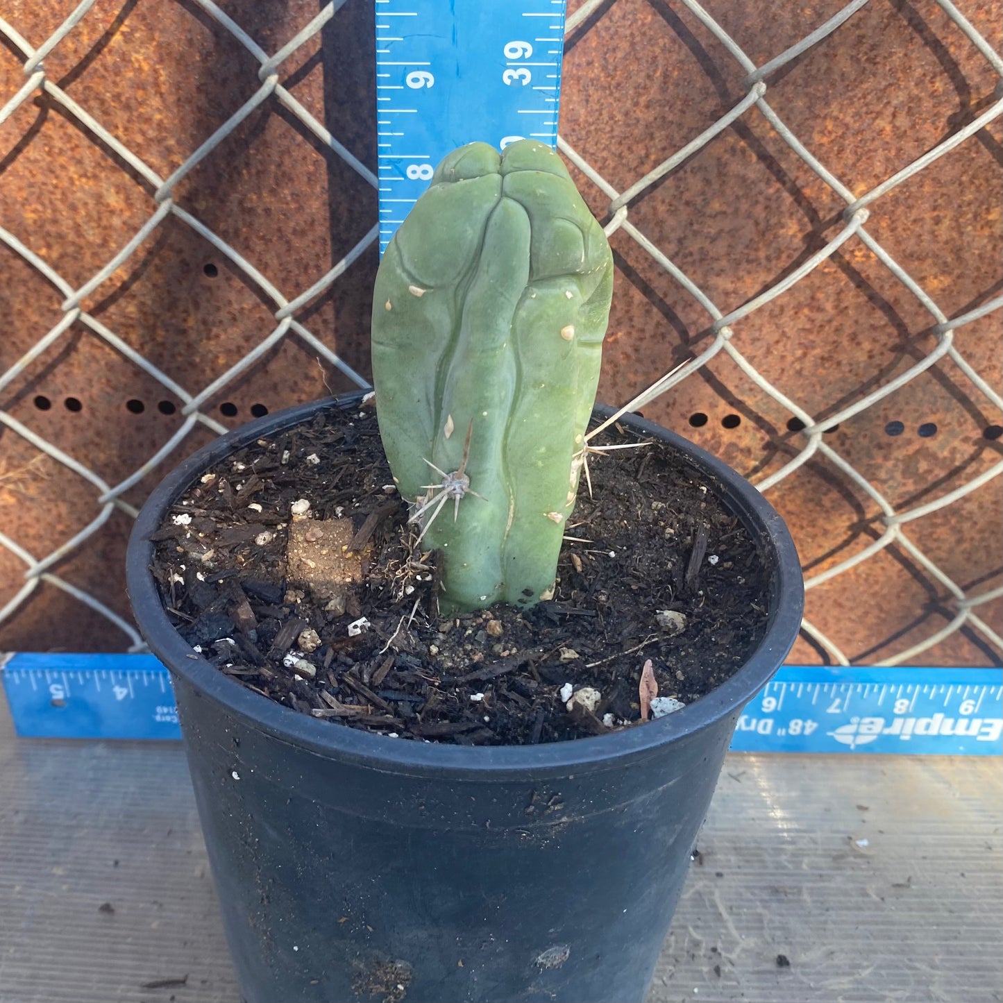Bruce's Dragon Cactus SH6