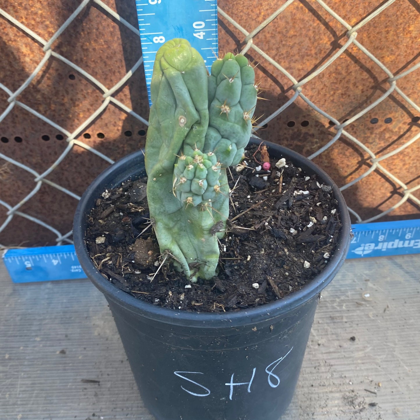 Bruce's Dragon Cactus SH8