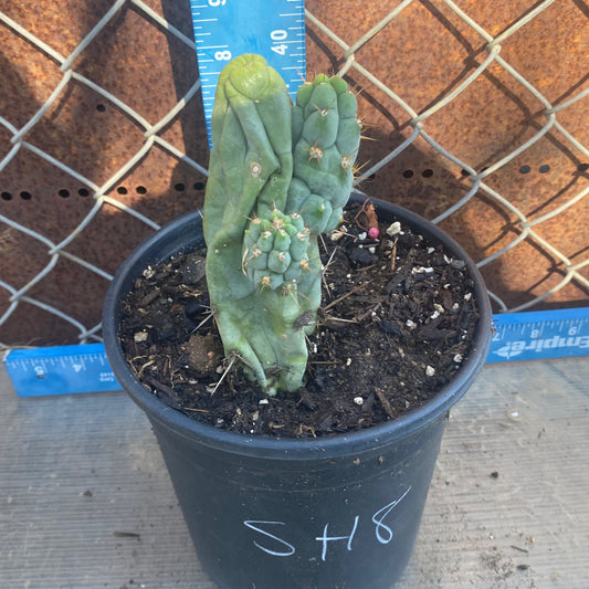 Bruce's Dragon Cactus SH8
